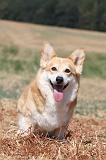 CORGI PEMBROKE 239